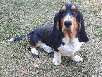 Traumhafter Basset tricolor Rüde
