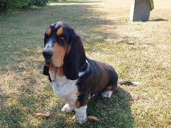 Traumhafter Basset tricolor Rüde